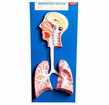 Respiratory System Model