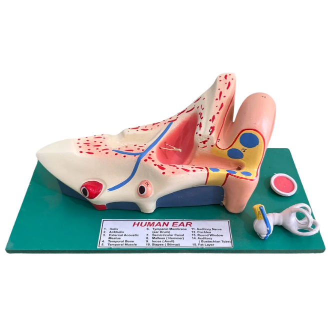 Human Ear Model