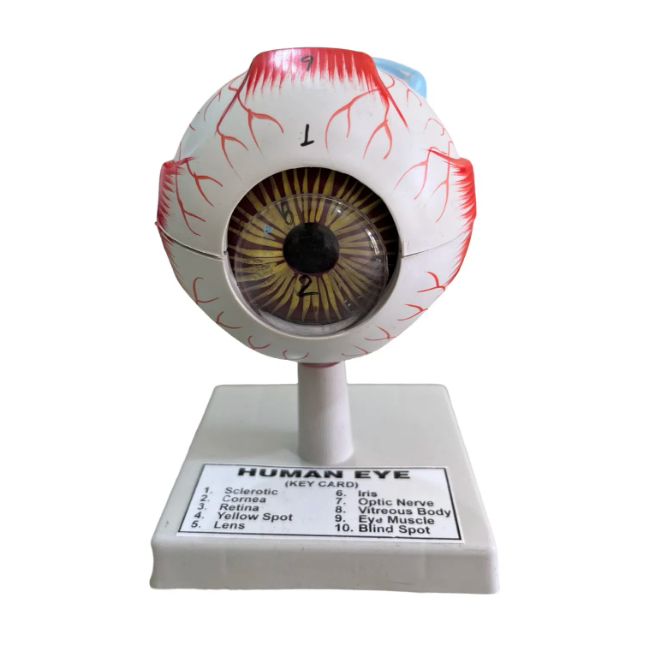 Human Eye Model