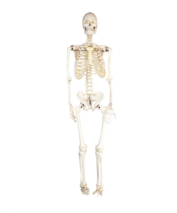 HUMAN SKELETON