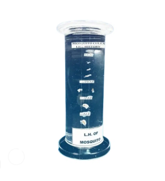 LIFE HISTORY SPECIMEN (Plastic Jar) Mosquito