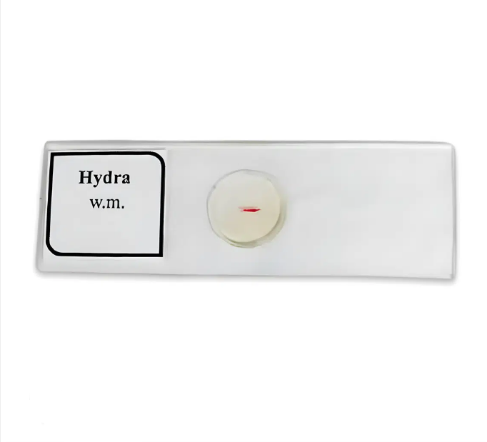 Hydra Slide