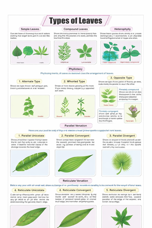 Types of Leaves