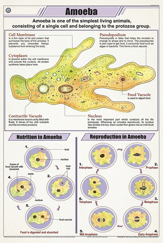 Amoeba Chart