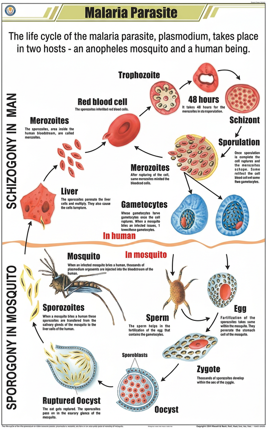 Maleria Parasite Chart