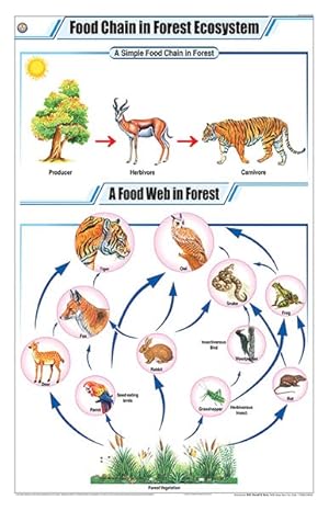 Food Chain in Forest ecosystem Chart