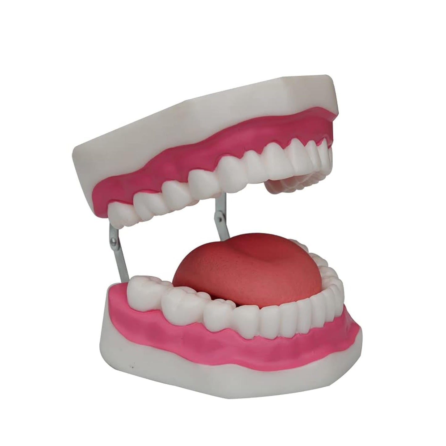 Dental Hygiene Model