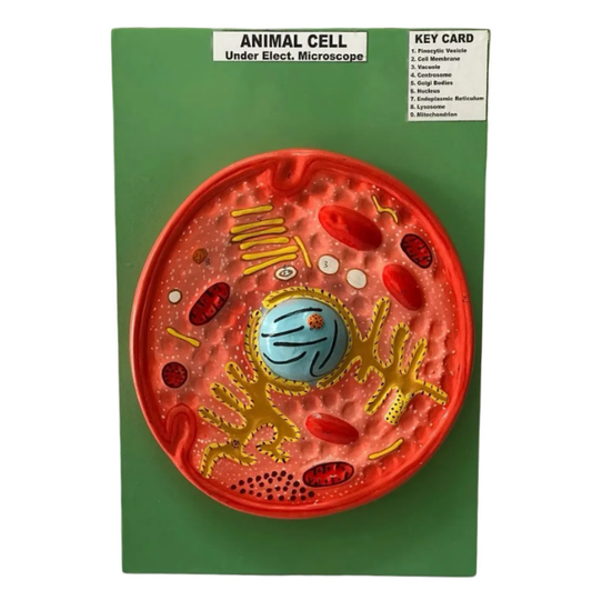 Animal Cell