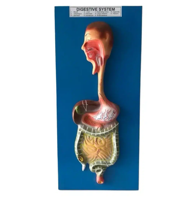 Digestive System  Model