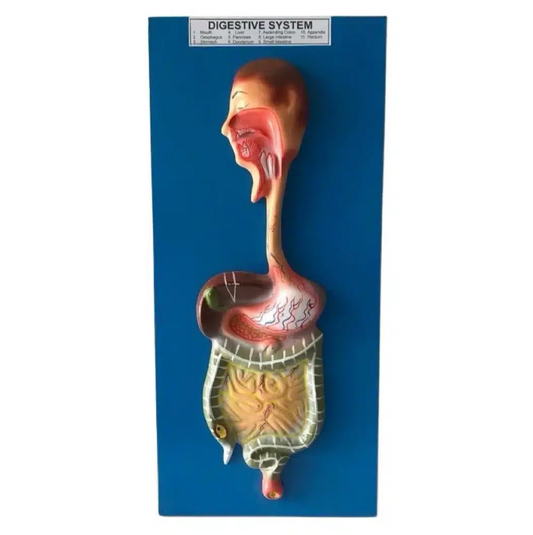 Digestive System  Model