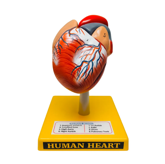 Human Heart
