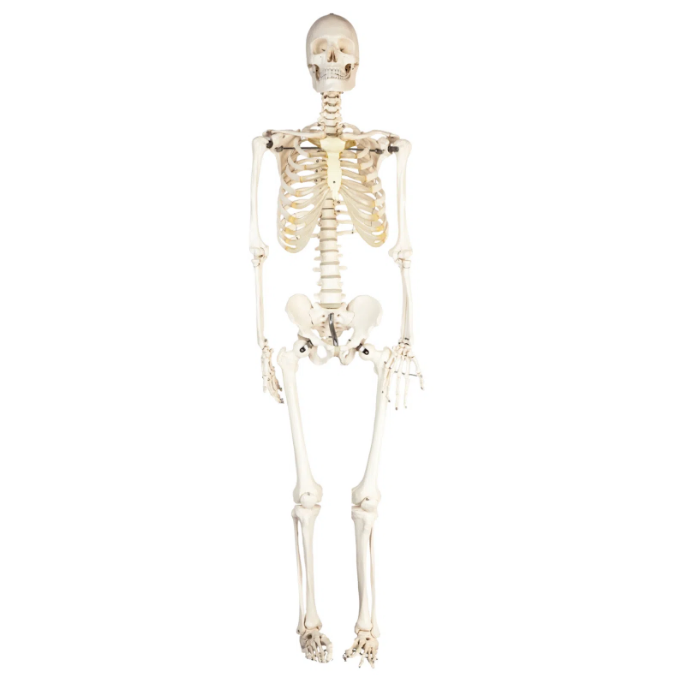 Human Skeleton Model