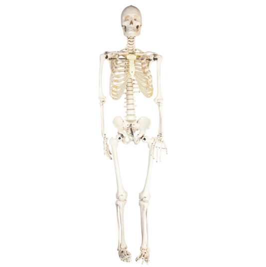 Human Skeleton Model