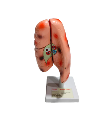 Functional Lungs Model
