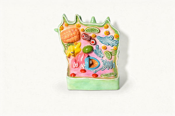 Plant Cell Model