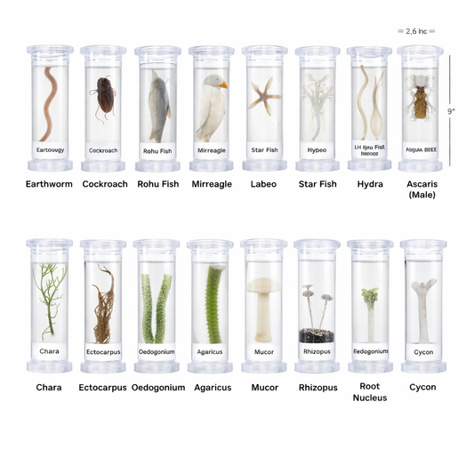 Specimens in Glass Jar