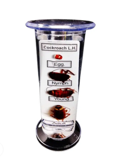 LIFE HISTORY SPECIMEN (Plastic Jar) Cockroach