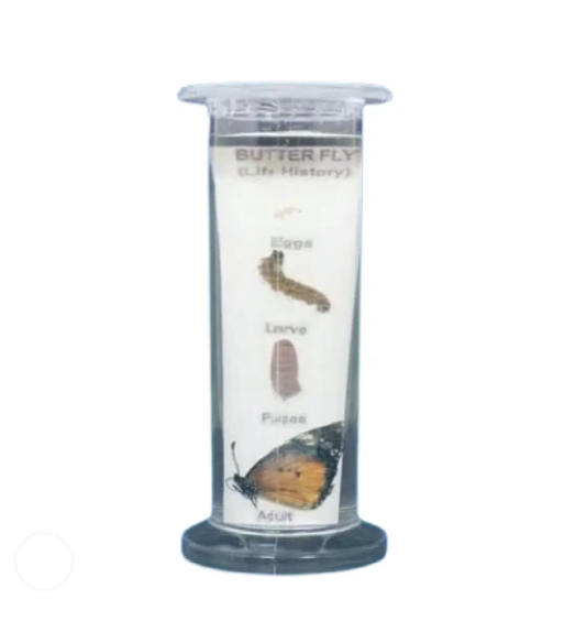 LIFE HISTORY SPECIMEN (Plastic Jar) Butter Fly