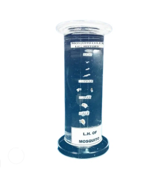 LIFE HISTORY SPECIMEN (Plastic Jar) Mosquito