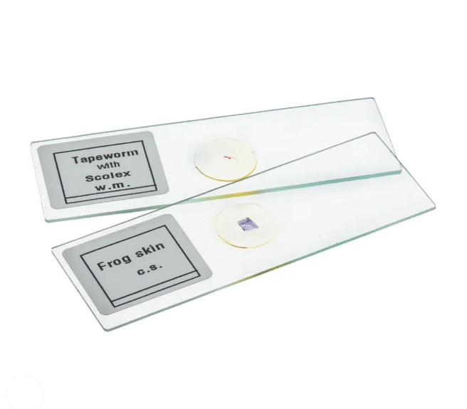 PREPARED SLIDE FOR MICROSCOPE (Animal Tissue)