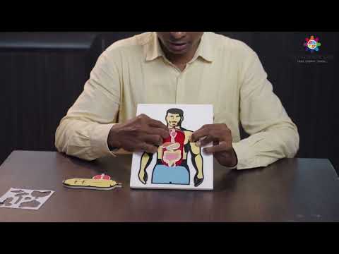 STEM Activity Kit Internal Organs