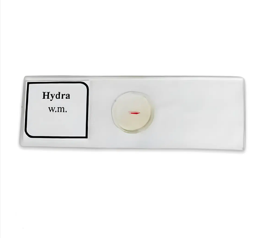 Hydra Slide