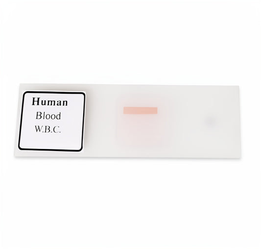 Human Blood W.B.C Slide
