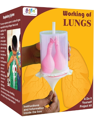Lungs Working model