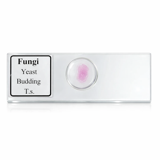 Fungi Yeast Budding Slide